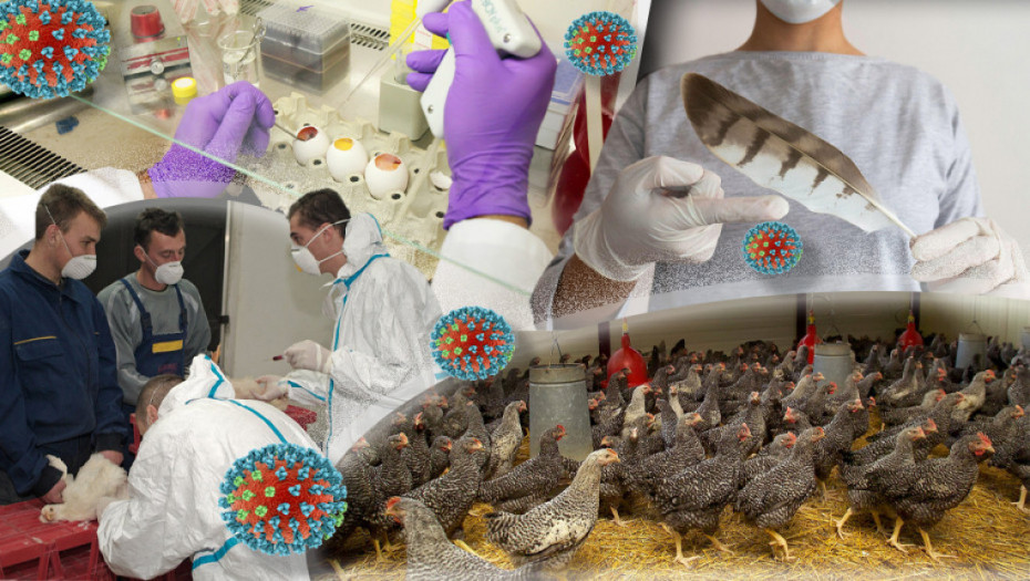Svetska organizacija za zdravlje životinja: Mađarska i Italija prijavile izbijanje virusa ptičjeg gripa H5N1