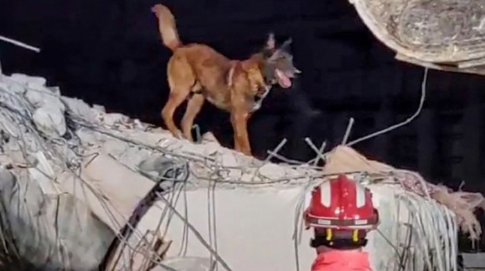 Vatrogasac Zigi, pas srpskog tima, spasao još jedan život iz ruševina u Turskoj