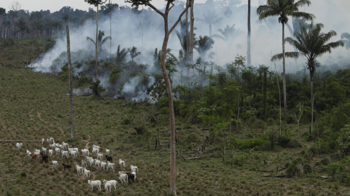 Koka ili stoka: Nova studija o tome ko je kriv za krčenje amazonskih prašuma u Kolumbiji