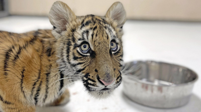 Mladunče bengalskog tigra koje je spaseno u Novom Meksiku pronašlo novi dom u Koloradu