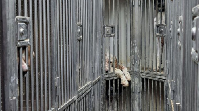 Carinici sprečili šverc 19 rasnih lovačkih pasa na Preševu: Životinje bile sakrivene u metalnim kavezima u kombiju
