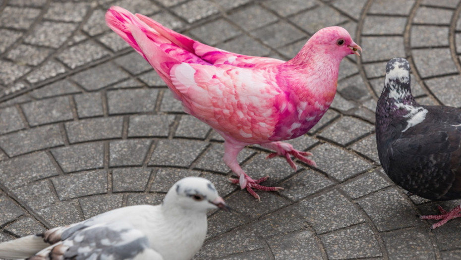 "Ne pokušavajte ovo kod kuće": Novi opasan trend u svrhu otkrivanja pola deteta - farbanje golubova u roze i plavo