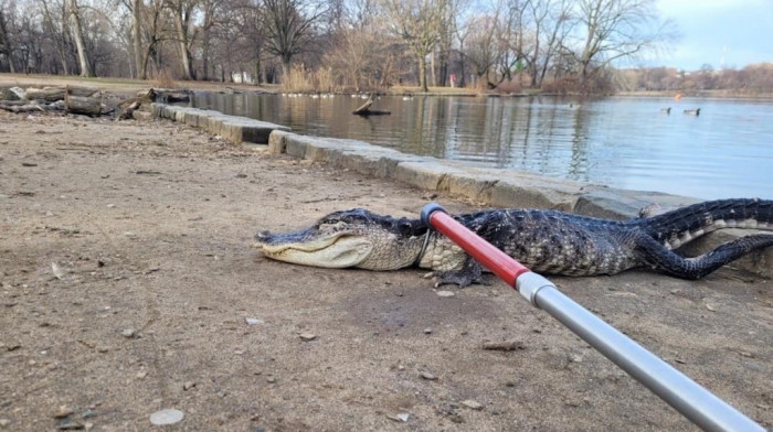 Bolestan aligator pronađen u parku u Bruklinu: Bilo mu je hladno i bio je letargičan