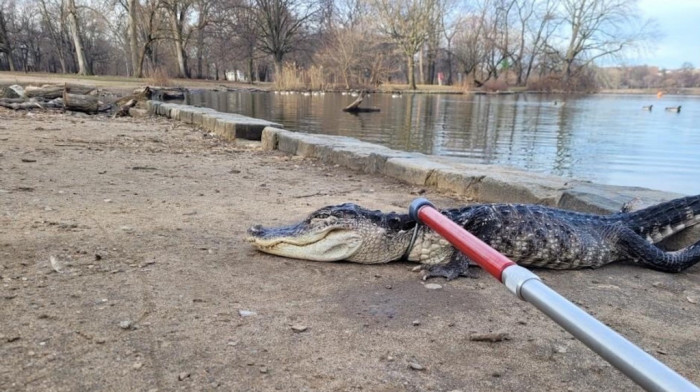 Bolestan aligator pronađen u parku u Bruklinu: Bilo mu je hladno i bio je letargičan