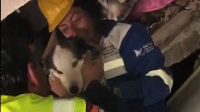 Pas izvučen iz ruševina 23 dana posle zemljotresa u Turskoj: Izgubio na težini, ali je u dobrom stanju