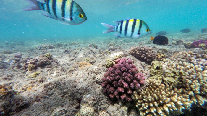 Super korali Crvenog mora odupiru se globalnom zagrevanju - a to je "zaslužan" fenomen star 20.000 godina