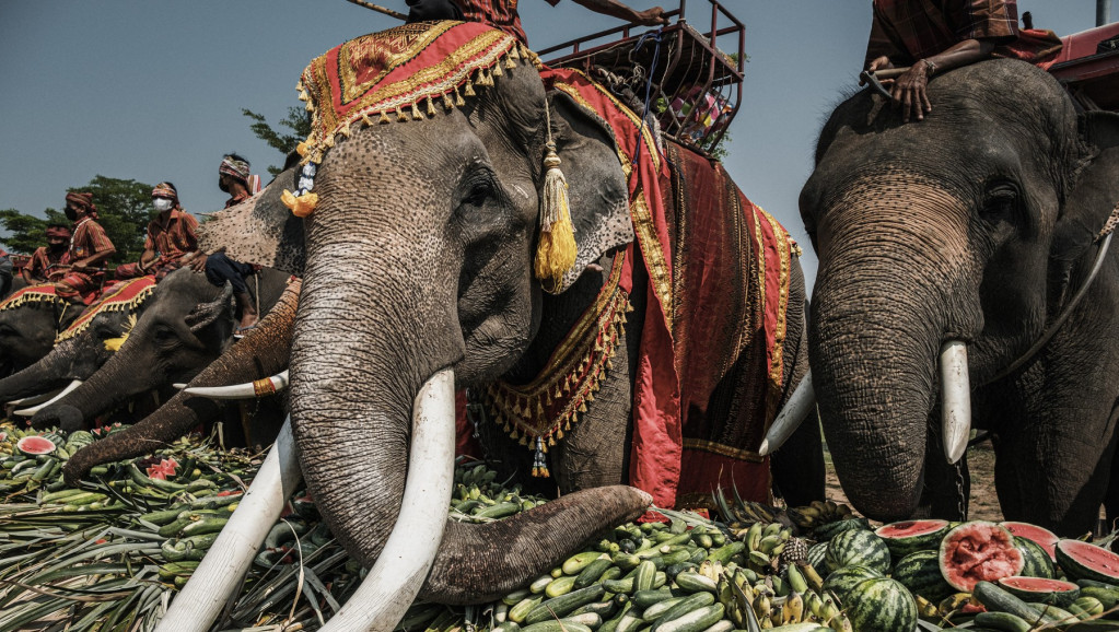 Tajlandska organizacija: Turističko jahanje slonova je zlostavljanje životinja