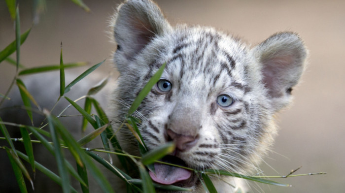 Atinski zoološki vrt se bori da spase mladunče tigrića pronađeno u smeću
