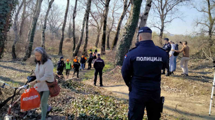 Krenula seča drveća na Kameničkoj adi, aktivisti brane stabla, "Vojvodinašume": Stručnjaci uključeni u ceo proces