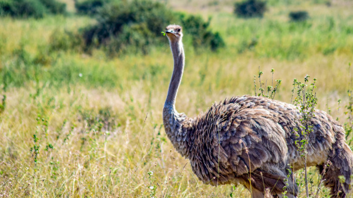 Zalutali noj uhvaćen i zbrinut u beogradskom Zoološkom vrtu