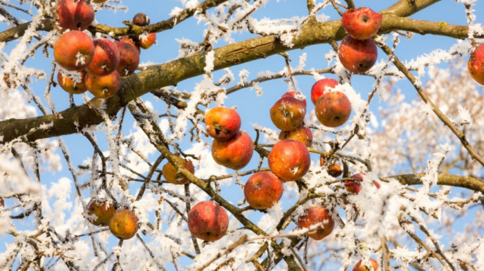 "Ne bi valjalo da ovo potraje": Kako će aprilski sneg i mraz uticati na voće
