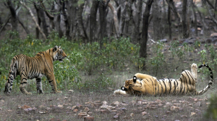 U Indiji i Butanu rastu populacije tigrova, ali su i dalje ugrožena vrsta