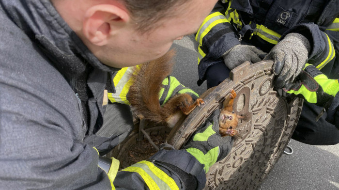 Nemački vatrogasci spasili zaglavljenu životinjicu: "Bilo je jako komplikovano jer veverica nije sarađivala"