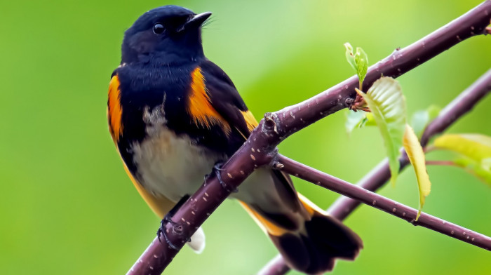 Brže migriraju, a umesto na jug idu na zapad: Kako se ptice selice prilagođavaju klimatskim promenama