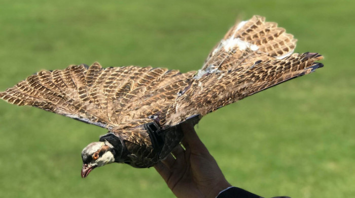 Ništa nije nemoguće:  Mrtve ptice ponovo na nebu, ali  kao visokotehnološki dronovi
