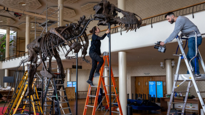Skelet Tiranosaurusa prodat privatnom licu za više od pet i po miliona evra