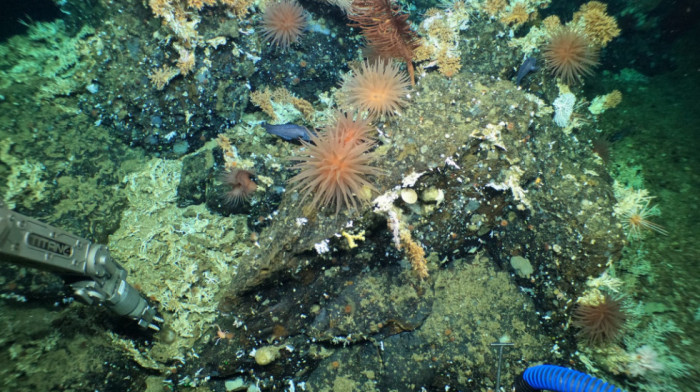 Ima nade za podvodni svet: Kod Galapagosa otkriven prvi potpuno očuvan koralni greben koji buja od života