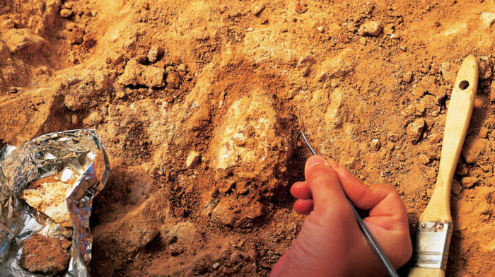 Naučnici u blizini Antarktika otkrili fosilni ostatak ptice koja je delila Zemlju sa dinosaurusima