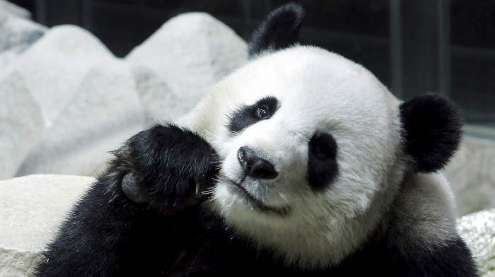 Uginula jedina džinovska panda na Tajlandu, ženka Lin Hui