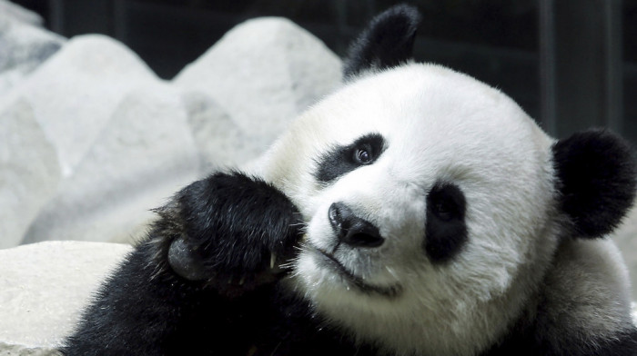 Uginula jedina džinovska panda na Tajlandu, ženka Lin Hui