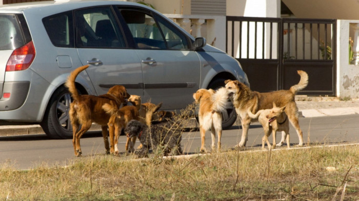 Psi lutalice kod Bijelog Polja zaklali tri konja: Kreću se u čoporima, napadaju životinje i ljude