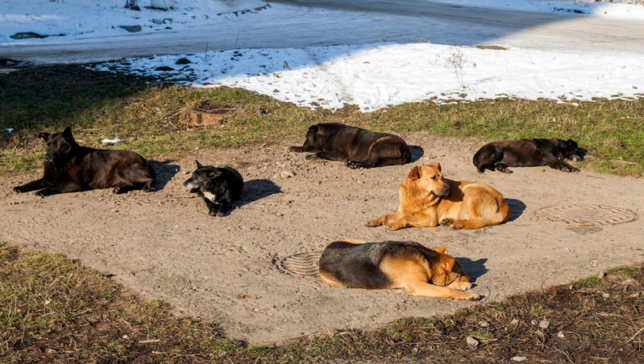 Rat u Ukrajini menja ponašanje kućnih ljubimaca: Psi sve više podsećaju na vukove i dingose