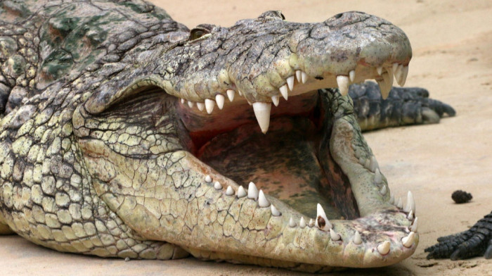 Trojica mladića uhapšena u Južnoj Africi zbog krađe velikog krokodila: Vezali ga konopcem i ostavili u napuštenoj kući
