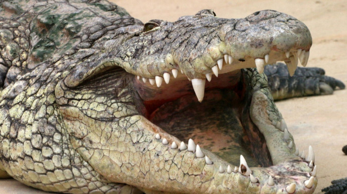 Krokodil napao čoveka na zabavi u Stokholmu: Stavio ruku iznad stakla akvarijuma, a gmizavac u nju zario zube