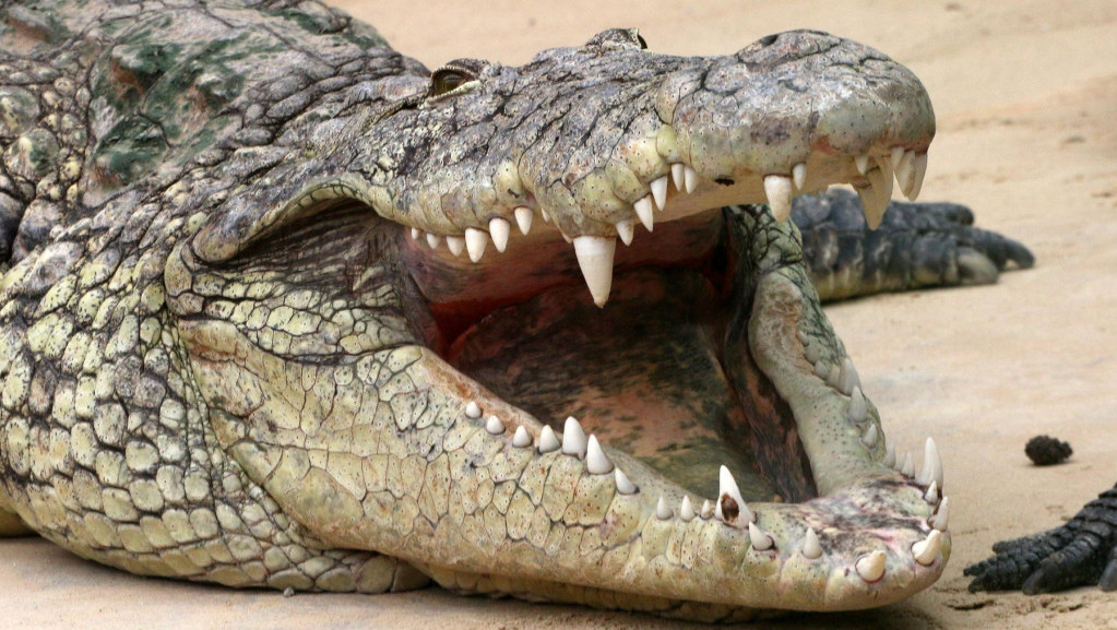 Nilski krokodil, burmanski piton, afrička oklopna kornjača - šta sve gaje Španci u svojim domovima?
