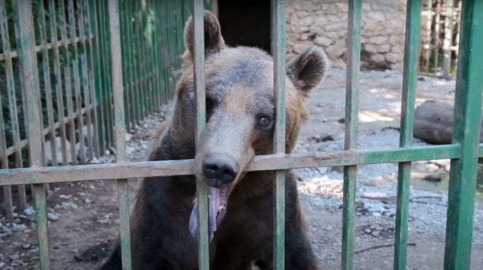 NVO tražile zaštitu najpoznatijeg crnogorskog medveda, vlasnik imanja tvrdi: Ljubo dobija dom od 8.400 kvadrata