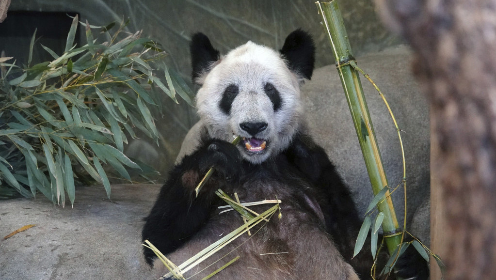 Obnova "panda" diplomatije: Kina planira da pošalje u San Dijego dve pande