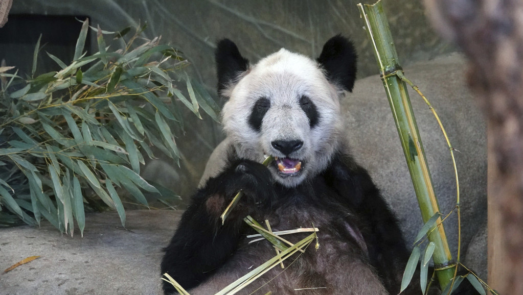 Obnova "panda" diplomatije: Kina planira da pošalje u San Dijego dve pande