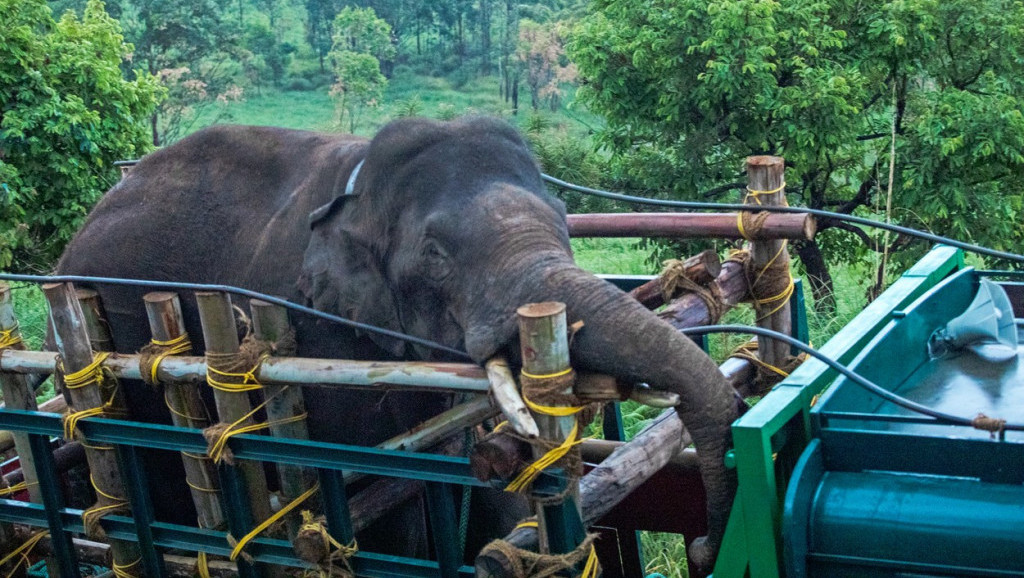 Divlji slon premešten u rezervat tigrova, prethodno usmrtio sedmoro ljudi