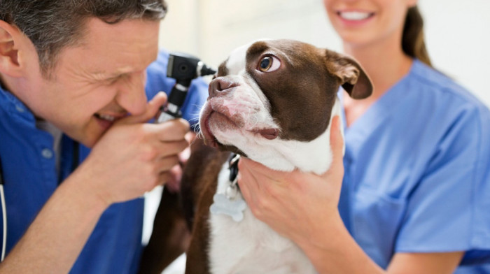 Uzbuna među veterinarima i vlasnicima pasa u SAD: Sve više slučajeva trovanja marihuanom kod njujorških kućnih ljubimaca