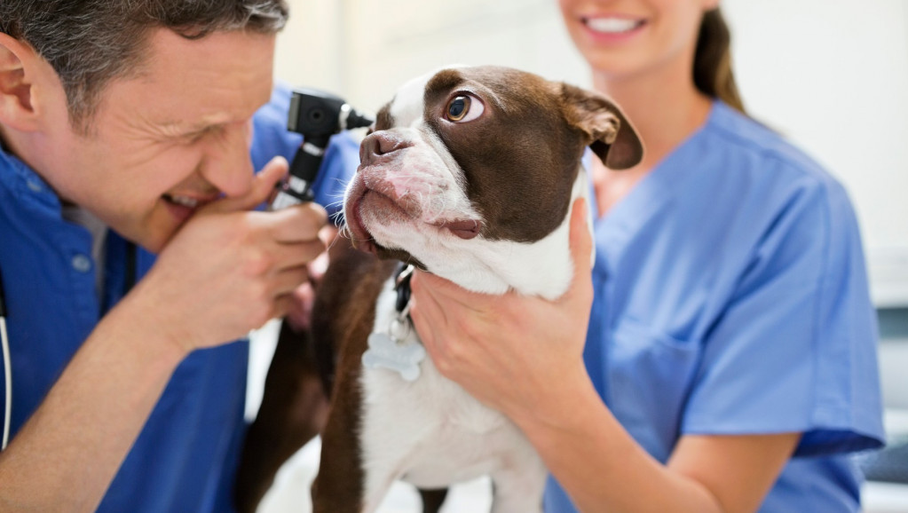 Hoćemo li po doznake kod veterinara: Može li da zaživi inicijativa da se uvede bolovanje za negu kućnih ljubimaca?