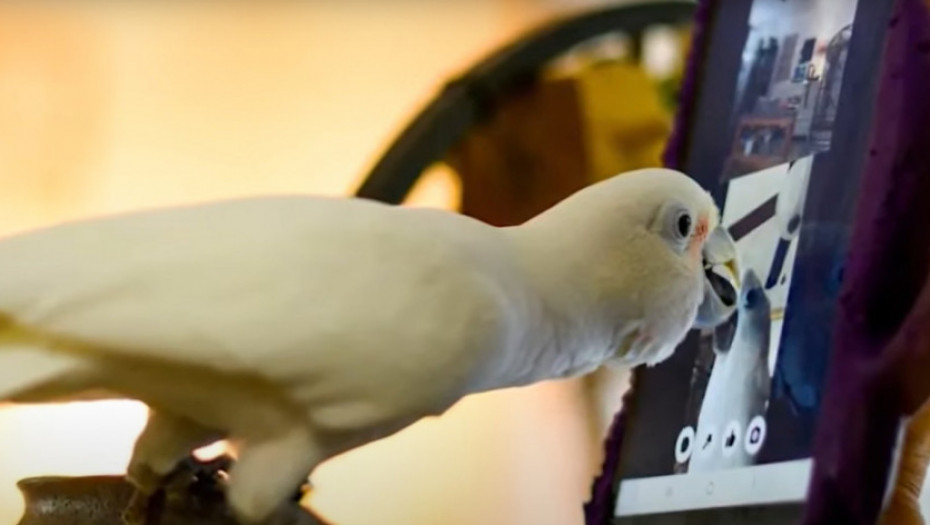 Ptičja ljubav "preko žice": Papagaji naučili da upućuju video pozive jedni drugima i uživaju u tome