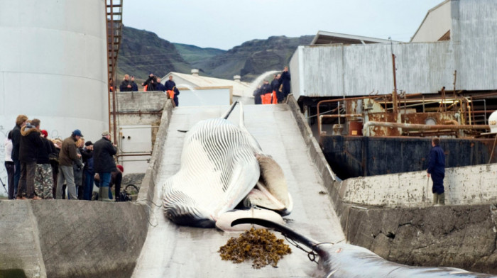 Ministarka: Lov na kitove na Islandu nemoguće zaustaviti uprkos zabrinjavajućem izveštaju