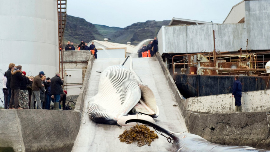 Ministarka: Lov na kitove na Islandu nemoguće zaustaviti uprkos zabrinjavajućem izveštaju