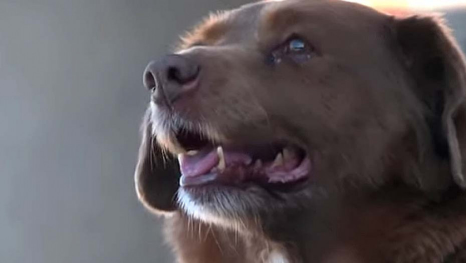 Upoznajte Bobija, najstarijeg psa na svetu: Danas celo selo slavi njegov 31. rođendan, vlasnik otkrio tajnu dugovečnosti