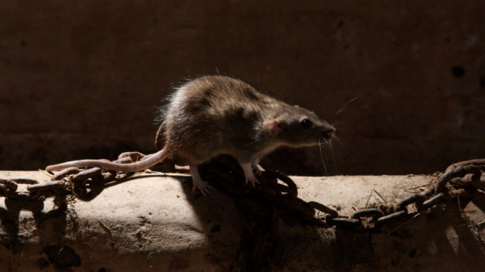 Francuski umetnik otkrio da pacovi vole da prave selfije