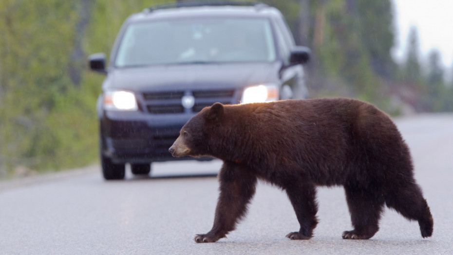 Vanredno stanje u Slovačkoj zbog medveda: Policija ih tera iz gradova u šume, zabeleženi napadi na ljude