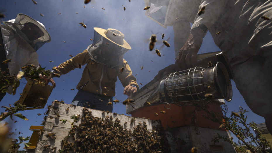 Broj košnica u EU i Srbiji raste, ali koliko ovo znači i uspeh u pčelarstvu: "Prihod ne donose one, nego pčele"