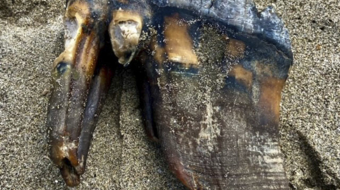 Žena tokom šetnje kalifornijskom plažom otkrila prastari zub mastodonta dug 30 centimetara