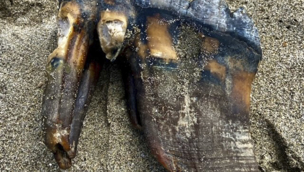 Žena tokom šetnje kalifornijskom plažom otkrila prastari zub mastodonta dug 30 centimetara
