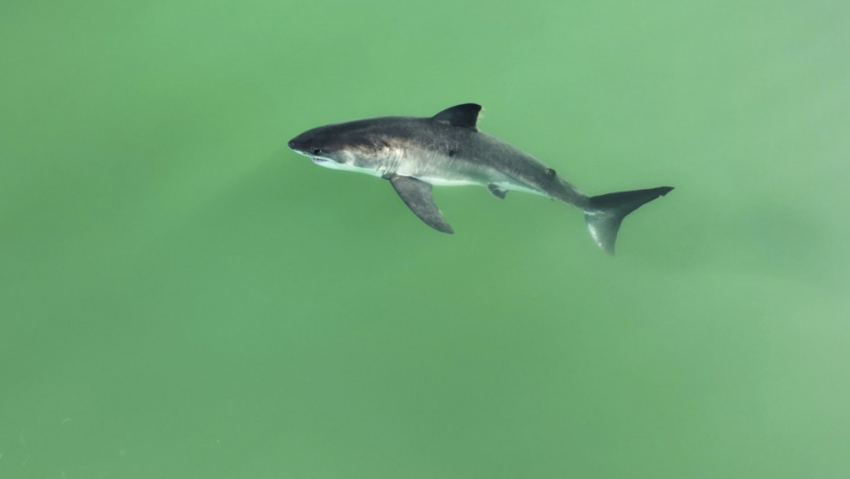 Sve više ajkula u vodama Španije: Najezda predatora zbog pandemije, ali i klimatskih promena