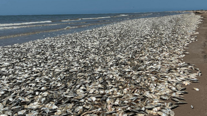 Desetine hiljada mrtvih riba isplivalo na obalu zaliva Teksasa