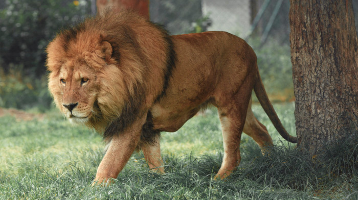 Kako danas izgleda lav Nikola iz Budve (FOTO)