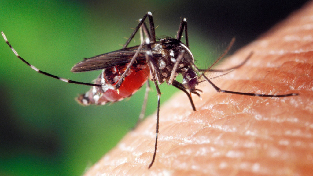 Šta su sterilni komarci, zašto ih uvozimo i kako mogu da nam pomognu u borbi protiv širenja zaraza?