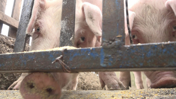 Veterinarske službe u Srbiji obavile 290.000 nadzora zbog afričke kuge svinja