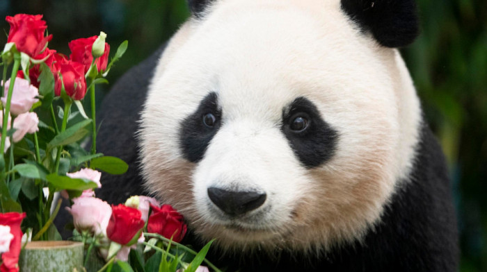 Najstarija džinovska panda u Japanu uginula neposredno pre planiranog povratka u Kinu